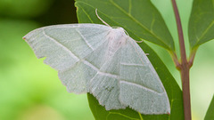 Light Emerald (Campaea margaritaria)