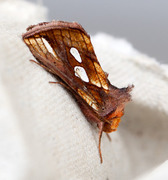 Langstreket metallfly (Plusia festucae)