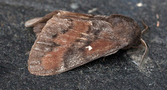Pine Lappet (Dendrolimus pini)