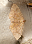 Yellow Shell (Camptogramma bilineata)