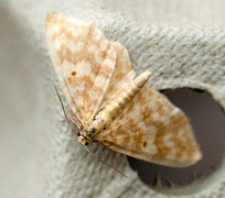 Small Yellow Wave (Hydrelia flammeolaria)