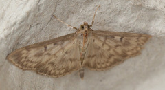 Mother of Pearl (Patania ruralis)