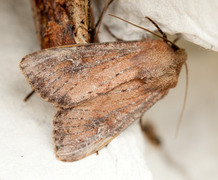 Teglrødt engfly (Apamea lateritia)