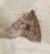 Chestnut-coloured Carpet (Thera cognata)