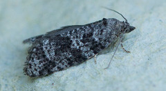 Spraglet gråvikler (Cnephasia asseclana)