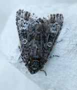 The Coronet (Craniophora ligustri)