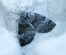 Punkthalvspinner (Ochropacha duplaris)