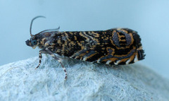 Barkvikler (Enarmonia formosana)