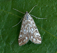 Flekkdammott (Elophila nymphaeata)