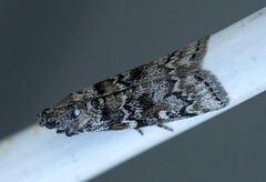 Dark Pine Knot-horn (Dioryctria abietella)