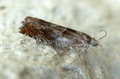 Nut Bud Moth (Epinotia tenerana)