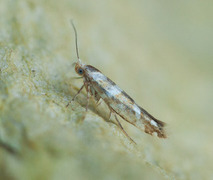 Oreblomstmøll (Argyresthia goedartella)