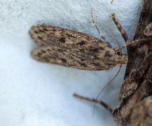 Brown House Moth (Hofmannophila pseudospretella)