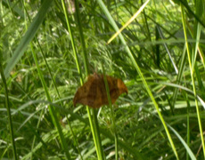 Dusky Hook-tip (Drepana curvatula)