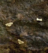 Beautiful Carpet (Mesoleuca albicillata)