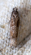 Nattsommerfugler mikro («Micro-heterocera»)