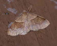 Barred Umber (Plagodis pulveraria)