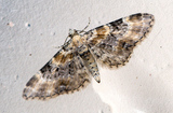 Revebjelledvergmåler (Eupithecia pulchellata)