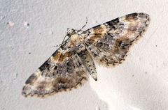 Revebjelledvergmåler (Eupithecia pulchellata)