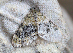 Yellow-barred Brindle (Acasis viretata)