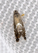 Glyphipterix forsterella