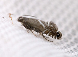 Glyphipterix forsterella