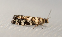 Common Spruce Bell (Epinotia tedella)