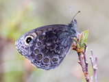 Bergringvinge (Lasiommata petropolitana)