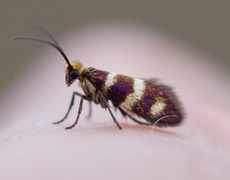 Yellow-barred Gold (Micropterix aureatella)