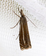 Hook-streaked Grass-Veneer (Crambus lathoniellus)
