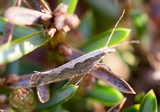 Vandrekålmøll (Plutella xylostella)