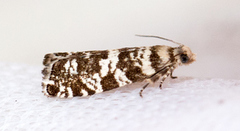 Common Spruce Bell (Epinotia tedella)