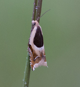 Vikkesigdvikler (Ancylis badiana)