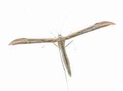 Grå svevefjærmøll (Hellinsia didactylites)