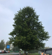 Small-leaved Lime (Tilia cordata)