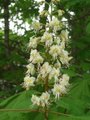 Hestekastanje (Aesculus hippocastanum)