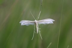 Sølvfjærmøll (Pterophorus pentadactyla)