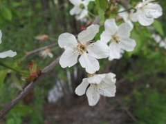 Morell (Prunus avium)