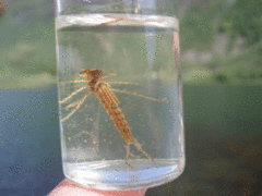 Vannymfer (Zygoptera)