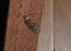 Agonopterix ciliella/heracliana