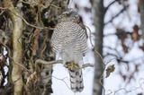 Spurvehauk (Accipiter nisus)