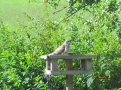 Common Cuckoo (Cuculus canorus)