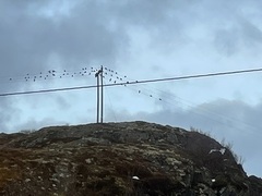 Hooded Crow (Corvus cornix)