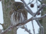 Spurveugle (Glaucidium passerinum)