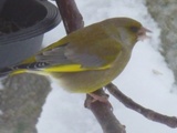 Grønnfink (Carduelis chloris)