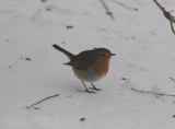 Rødstrupe (Erithacus rubecula)