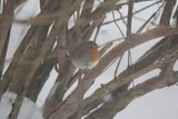 Rødstrupe (Erithacus rubecula)