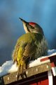 Gråspett (Picus canus)