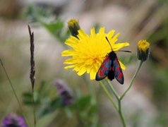 Seksflekket bloddråpesvermer (Zygaena filipendulae)