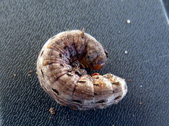 Large Yellow Underwing (Noctua pronuba)